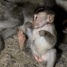 monkey_macaque_balinese_mf_ubud_v_1438_bal5159.jpg